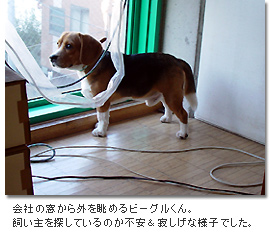 迷い犬のビーグルくん　2