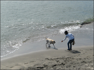 犬と海