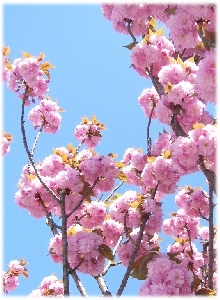 八重桜