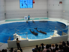 DSC01057.jpgいるか.jpg