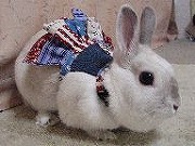 【ばに～☆ふらっしゅ】みみちゃん０２