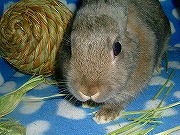 『ヤンキーうさぎがゆく！』ユリナ００４