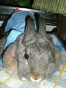 ユリナ不覚・・・。ついに「着せられてしまった・・・。」