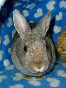 お耳が「ぴこ～～～～～～ん」！！！