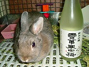 領民（ぱぱ）のスキー土産：新潟の地酒