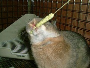 『どアップうさぎがゆく！』ユリナのどアップ００６