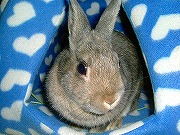 ん～？あたしのハウスに何か御用？？？