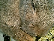 爆睡中ユリナさん☆完全に夢の世界へ