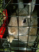 野生のユリナ：早くおやつをくれぇええええええ！