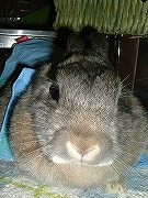 着せられてしまったベスト（ハーネス・ベストタイプ）・・・。（悔っ