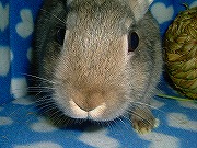 【ばに～☆ふらっしゅ】ユリナ００４