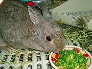 大根の葉っぱが大好きで～す（≧▽≦）