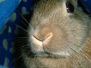 『どアップうさぎがゆく！』ユリナのどアップ００９