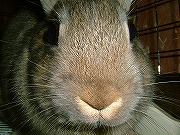 『どアップうさぎがゆく！』ユリナのどアップ００１