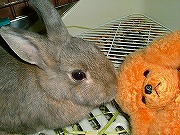 「年賀状用にワンコと写真を～！」とままは言うが、こ～んなモノは即ぽいっ！！！