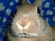 『どアップうさぎがゆく！』ユリナのどアップ００２