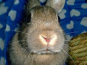 『どアップうさぎがゆく！』ユリナのどアップ００３