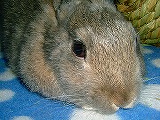 【ばに～☆ふらっしゅ】ユリナ００５