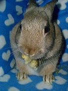 『ユリナさんハウス２００５冬』でのほほん♪なユリナ