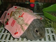 大好きなピンハのミニ・タオルなのぉ~☆