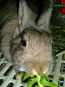 んんん？コレなぁに～？？？食べたコトないなぁ～？