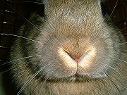 『どアップうさぎがゆく！』ユリナのどアップ００４