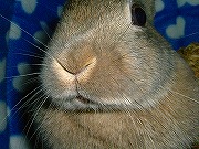 『どアップうさぎがゆく！』ユリナのどアップ００５