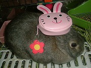 可愛いうさぎのコインケース☆のっけ