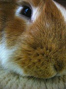 【ばに～☆ふらっしゅ】ポルテちゃん００３