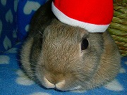 『ユリナさんハウス２００５冬』からＭｅｒｒｙChristmas☆なユリナ