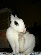 『キューティ☆バニーがゆく！』メイクちゃん☆