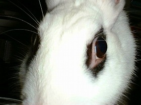 『どアップうさぎがゆく！』メイクちゃんのどアップ