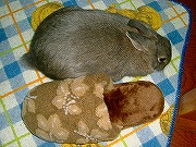 ユリナの「スリッパ変身芸」その１