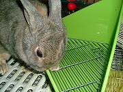 ユリナの新しい「トイレ」とな！？　ちょっと～「トイレ砂」はいってないでしゅよ～！