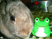 ウサギとカエル★　結構可愛い～♪♪♪