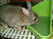 うみゅみゅ～？？？新しい「トイレ」とな～？？？