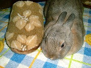 ユリナの「スリッパ変身芸」その３