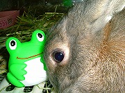 ワタクシ何か馴染んでしまったゾ、このカエルちゃんに・・・。