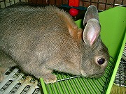 むむむ？　「新しいトイレ」クンクンクン（匂いを確認ちぅ～）