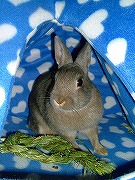 『ユリナさんハウス２００５冬』で遊ぶワタクシ♪