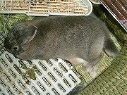 真上から ゆりちゃん☆眠くて仕方ないワタクシ