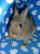 『ユリナさんハウス２００５冬』でチモシー齧るワタクシ♪