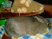 ユリナの「変身スリッパ芸」その４