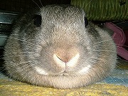 なんでしょう？コノ丸いブッタイは？ぼた餅？