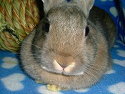 『ユリナさんハウス２００５冬』で優雅に過ごすワタクシ♪