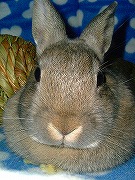 『ユリナさんハウス２００５冬』で優雅に浸るワタクシ♪