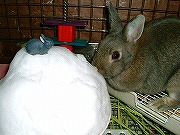 初めての「雪」♪　うさぎ・のっけ
