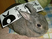 『兎飼道』・・・そして背負ってみる!