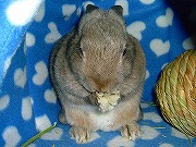 可愛く、ユリナの「お願いポーズ～☆」