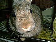 遊んでくれる？（じ～～～～～～～～☆　見つめるユリナ）